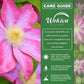 Clematis Asao - Live Starter Plants in 2 Inch Growers Pots - Starter Plants Ready for The Garden - Bold and Beautiful Flowering Vine