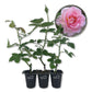 Tiffany Rose Bush - Live Starter Plants in 2 Inch Pots - Beautifully Fragrant Heirloom Rose from Florida - A Versatile Beauty with a Rich Fragrance