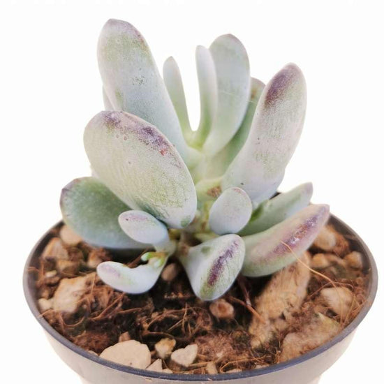 Silver Peak Pigs Ear Plant - Live Starter Plants in 2 Inch Growers Pots - Cotyledon Orbiculata &