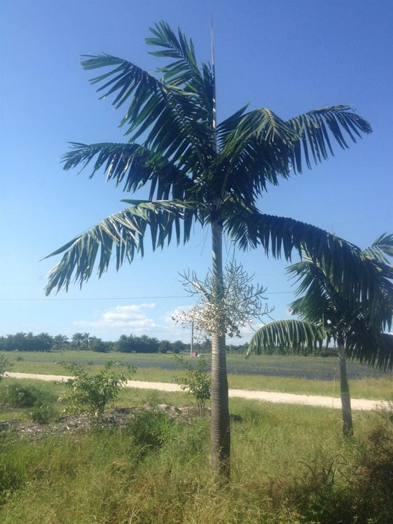 Montgomery Palm - Live Plant in a 3 Gallon Growers Pot - Veitchia Montgomeryana - Rare Ornamental Evergreen Palm