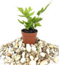 Mini Fairy Garden - Terrarium Fern Assortment - 6 Live Plants in 2 Inch Pots - Rare Ferns from Florida - Growers Choice Based On Health, Beauty and Availability