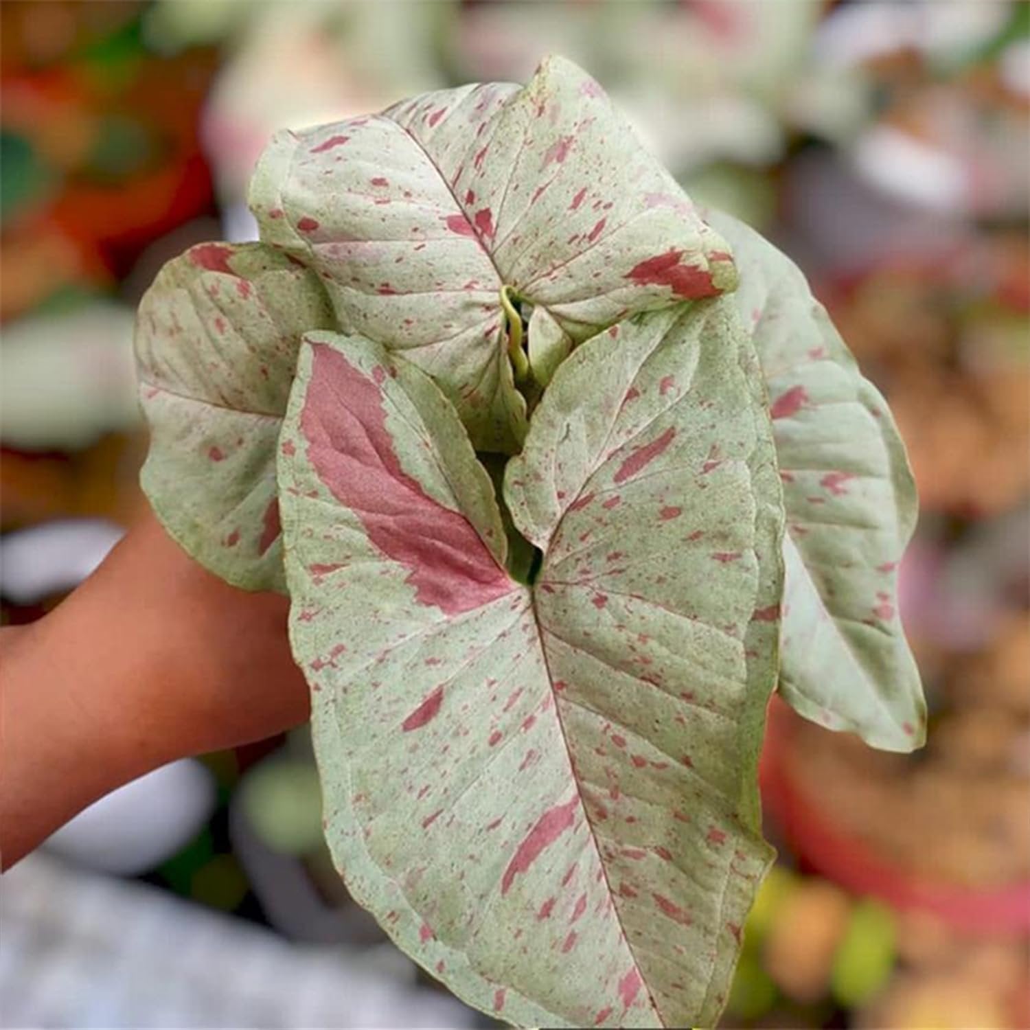 Syngonium Milk Confetti - Live Plant in a 4 Inch Pot - Syngonium Podop ...