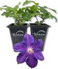 Clematis Jackmanii Superba - Live Starter Plants in 2 Inch Growers Pots - Starter Plants Ready for The Garden - Beautiful Violet Purple Flowering Vine