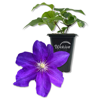 Clematis Duchess of Cornwall - Live Starter Plants in 2 Inch Growers Pots - Starter Plants Ready for The Garden - Rare Clematis for Collectors