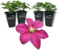 Clematis Niobe - Live Starter Plants in 2 Inch Growers Pots - Starter Plants Ready for The Garden - Rare Clematis for Collectors