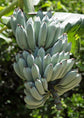 Ice Cream Banana Tree - Live Tissue Culture Starter Plant - Musa Acuminata x Balbisiana Blue Java - Edible Fruit Bearing Tree for The Patio and Garden
