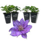 Clematis Bijou - Live Starter Plants in 2 Inch Growers Pots - Starter Plants Ready for The Garden - Rare Clematis for Collectors