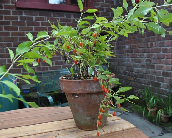 Goji Berry Plant - Live Starter Plants in 2 Inch Growers Pots - Lycium Barbarum - Fruit Plants for Your Patio or Edible Garden