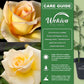 Elegant Beauty Rose Bush - Live Starter Plants in 2 Inch Growers Pots - Beautifully Fragrant Hybrid Tea Heirloom Rose - A Versatile Beauty with a Rich Fragrance