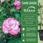 Paradise Rose Bush - Live Starter Plants in 2 Inch Pots - Beautifully Fragrant Heirloom Rose from Florida - A Versatile Beauty with a Rich Fragrance