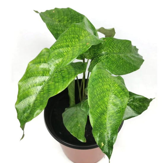 Calathea Musaica - Network Prayer Plant - Live Plant in a 6 Inch Growers Pot - Calathea Musaica &