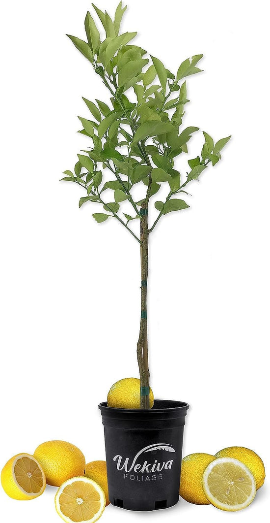 Bearss Lemon Tree - Live Plants in 1 Gallon Pots - Florida Only - Cannot Ship Out of Florida - Beautiful Fruit Tree for Patio and Garden