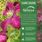 Clematis Madame Julia Correvon - Live Starter Plants in 2 Inch Growers Pots - Starter Plants Ready for The Garden - Beautiful Maroon Flowering Vine