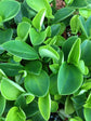 Peperomia Shining Bush - Live Plants in 4 Inch Growers Pots - Peperomia Cubensis - Rare and Elegant Indoor Houseplant