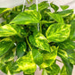 Golden Pothos Hanging Basket - Live Plant in an 8 Inch Hanging Basket - Epipremnum Aureum - Stunning Houseplant with Unique Foliage - The Perfect Air Purifying Houseplant Companion