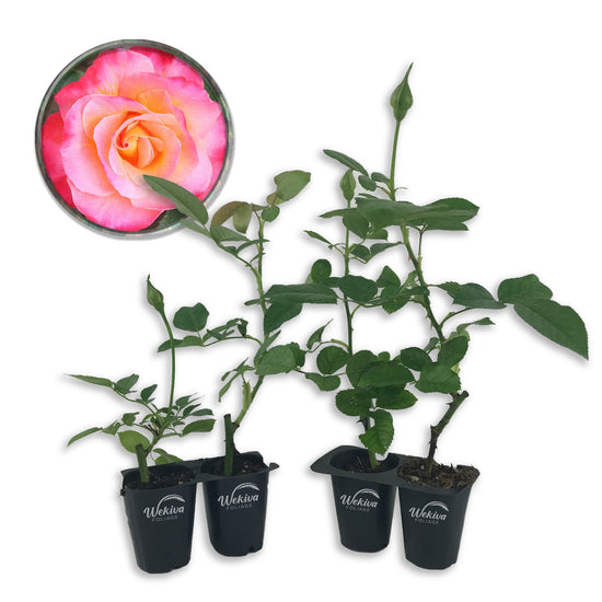 Granada Rose Bush - Live Starter Plants in 2 Inch Pots - Beautifully Fragrant Heirloom Rose from Florida - A Versatile Beauty with a Rich Fragrance