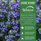 Clematis Roguchi - Live Starter Plants in 2 Inch Growers Pots - Starter Plants Ready for The Garden - Rare Clematis for Collectors