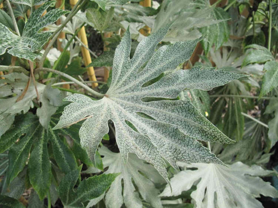 Speckled Spider Web Aralia - Live Plant in a 6 Inch Pot - Fatsia Japonica Spider - Speckled Aralia Indoor Outdoor Fast Growing Hardy Evergreen