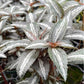 Silver Tree Friendship Plant - Live Plants in 3 Inch Growers Pots - Pilea Spruceana - Beautiful Textured Indoor Houseplant