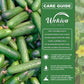 Cucumber Seed Starter Kit - Cucumber Seeds and Tray Liner with Half Quart Vegetable Soil Mix - Grow Your Own Vegetables