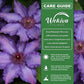 Clematis Marie Louise Jensen - Live Starter Plants in 2 Inch Growers Pots - Starter Plants Ready for The Garden - Beautiful Purple Blue Flowering Vine