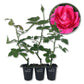 Grande Dame Rose Bush - Live Starter Plants in 2 Inch Growers Pots - Beautifully Fragrant Hybrid Tea Rose - A Versatile Beauty with a Rich Fragrance