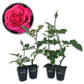 Miss All American Beauty Rose Bush - Live Starter Plants in 2 Inch Growers Pots - Beautifully Fragrant Hybrid Tea Rose - A Versatile Beauty with a Rich Fragrance