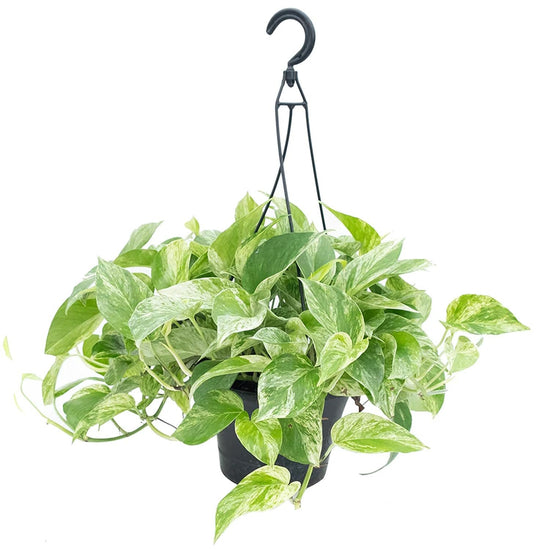 Marble Queen Pothos Hanging Basket - Live Plant in an 8 Inch Hanging Basket - Epipremnum Aureum - Stunning Houseplant with Unique Foliage - The Perfect Air Purifying Houseplant Companion