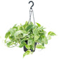 Marble Queen Pothos Hanging Basket - Live Plant in an 8 Inch Hanging Basket - Epipremnum Aureum - Stunning Houseplant with Unique Foliage - The Perfect Air Purifying Houseplant Companion