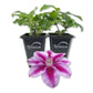 Clematis Kilian Donahue - 2 Live Starter Plants in 2 Inch Growers Pots - Starter Plants Ready for The Garden - Rare Clematis for Collectors