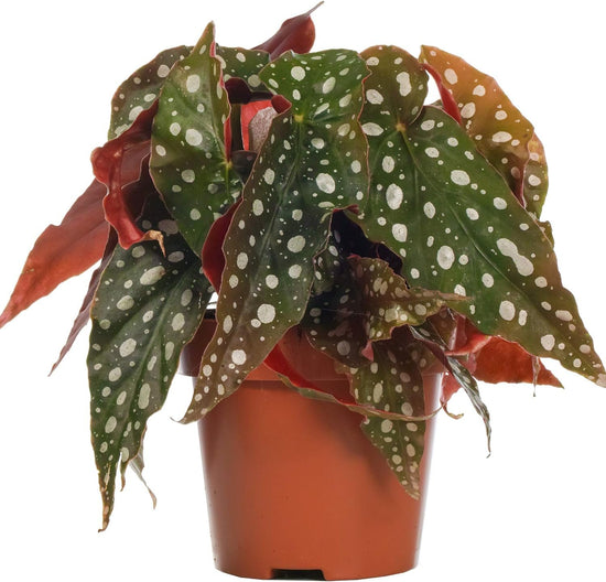 Polka Dot Begonia - Live Plant in a 4 Inch Pot - Begonia Maculata - Extremely Rare and Beautiful Indoor Houseplant - Air Purifying