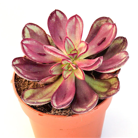 Maruba Benitsukasa Plant - Live Starter Plants in 2 Inch Growers Pots - Echeveria Benitsukasa - Rare and Beautiful Easy Care Succulent