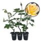 Love and Peace Rose Bush - Live Starter Plants in 2 Inch Pots - Beautifully Fragrant Heirloom Rose from Florida - A Versatile Beauty with a Rich Fragrance