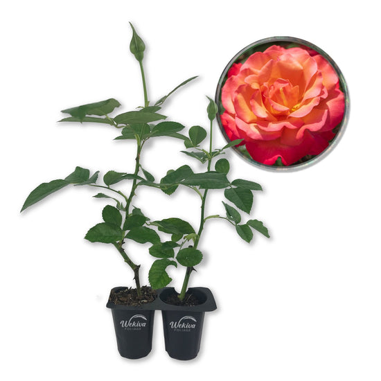 Tuscan Sun Rose Bush - Live Starter Plants in 2 Inch Pots - Beautifully Fragrant Heirloom Rose from Florida - A Versatile Beauty with a Rich Fragrance