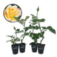 Love and Peace Rose Bush - Live Starter Plants in 2 Inch Pots - Beautifully Fragrant Heirloom Rose from Florida - A Versatile Beauty with a Rich Fragrance