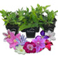 Clematis Variety Pack - Live Starter Plants in 4 Inch Pots - Grower&