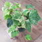 Algerian Ivy - Variegated - Live Plants in 4 Inch Growers Pots - Hedera Algeriensis - Beautiful Easy Care Indoor Air Purifying Houseplant Vine