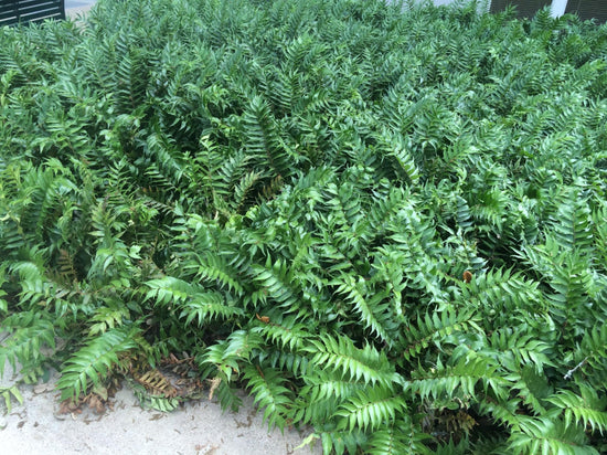 Holly Fern - Live Plant in a 6 Inch Grower&