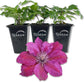 Clematis Picardy - Live Starter Plants in 2 Inch Growers Pots - Starter Plants Ready for The Garden - Rare Clematis for Collectors