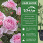 Old English Pink Rose Bush - Live Starter Plants in 2 Inch Pots - Beautiful Roses from Florida - A Timeless Classic Ornamental Rose (1 Plant)