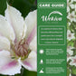 Clematis Corinne - Live Starter Plants in 2 Inch Growers Pots - Starter Plants Ready for The Garden - Rare Clematis for Collectors