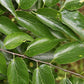 Sugarberry Tree - Live Tree in a 3 Gallon Pot - Celtis Laevigata - Native Plant Beautiful Color Changing Foliage