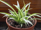 Enchanting Spider Plant - Live Starter Plants in 2 Inch Pots - Chlorophytum Comosum - Nature&