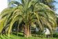 Jelly Palm - Live Starter Plants in Growers Liners - Butia Odorata - Rare Ornamental Palms of Florida