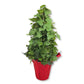 English Ivy Tree in Festive Holiday Cover - Live Plant in a 4 Inch Pot - Hedera Helix - Florist Quality - Stylish Air Purifying Topiary Houseplant Vine