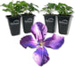 Clematis Polish Spirit - Live Starter Plants in 2 Inch Growers Pots - Starter Plants Ready for The Garden - Rare Clematis for Collectors