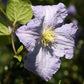 Clematis Blue Angel - Live Starter Plant in a 2 Inch Growers Pot - Starter Plants Ready for The Garden - Rare Clematis for Collectors