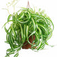 Bonnie Spider Plant Hanging Basket - Live Plant in an 8 Inch Hanging Basket - Chlorophytum Comosum &