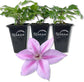 Clematis Rosalie - Live Starter Plants in 2 Inch Growers Pots - Starter Plants Ready for The Garden - Rare Clematis for Collectors