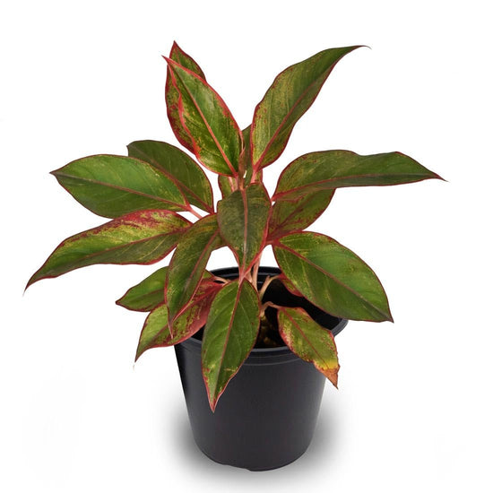 Aurora Siam Red - Live Plant in a 4 Inch Pot - Aglaonema Siam Aurora - Rare and Elegant Indoor Houseplant